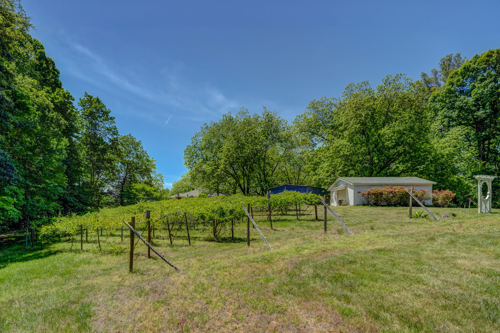 Muscadine Vines