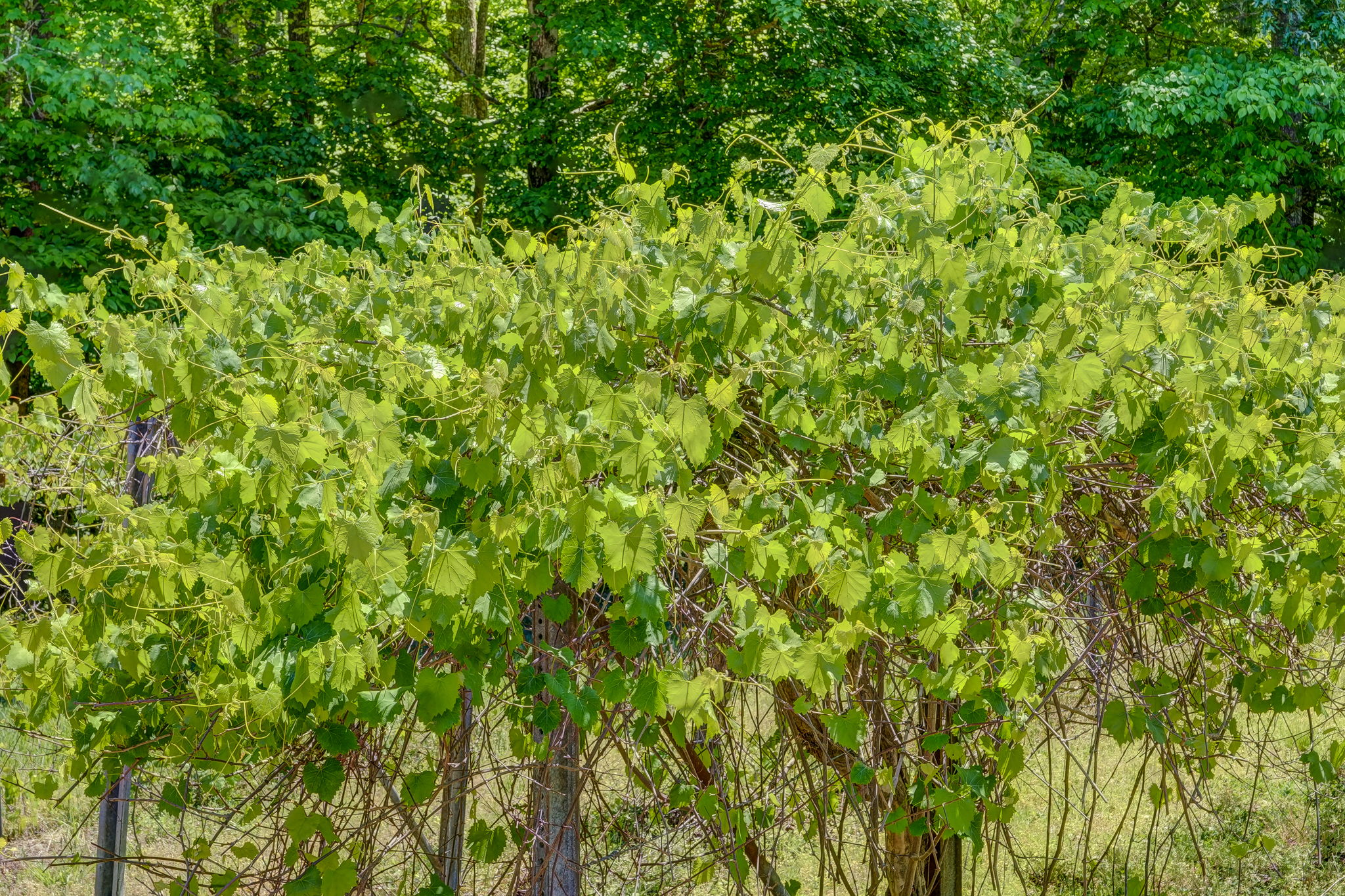 Muscadine Vines