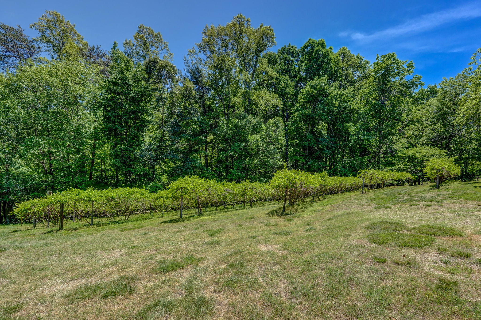 Muscadine Vines