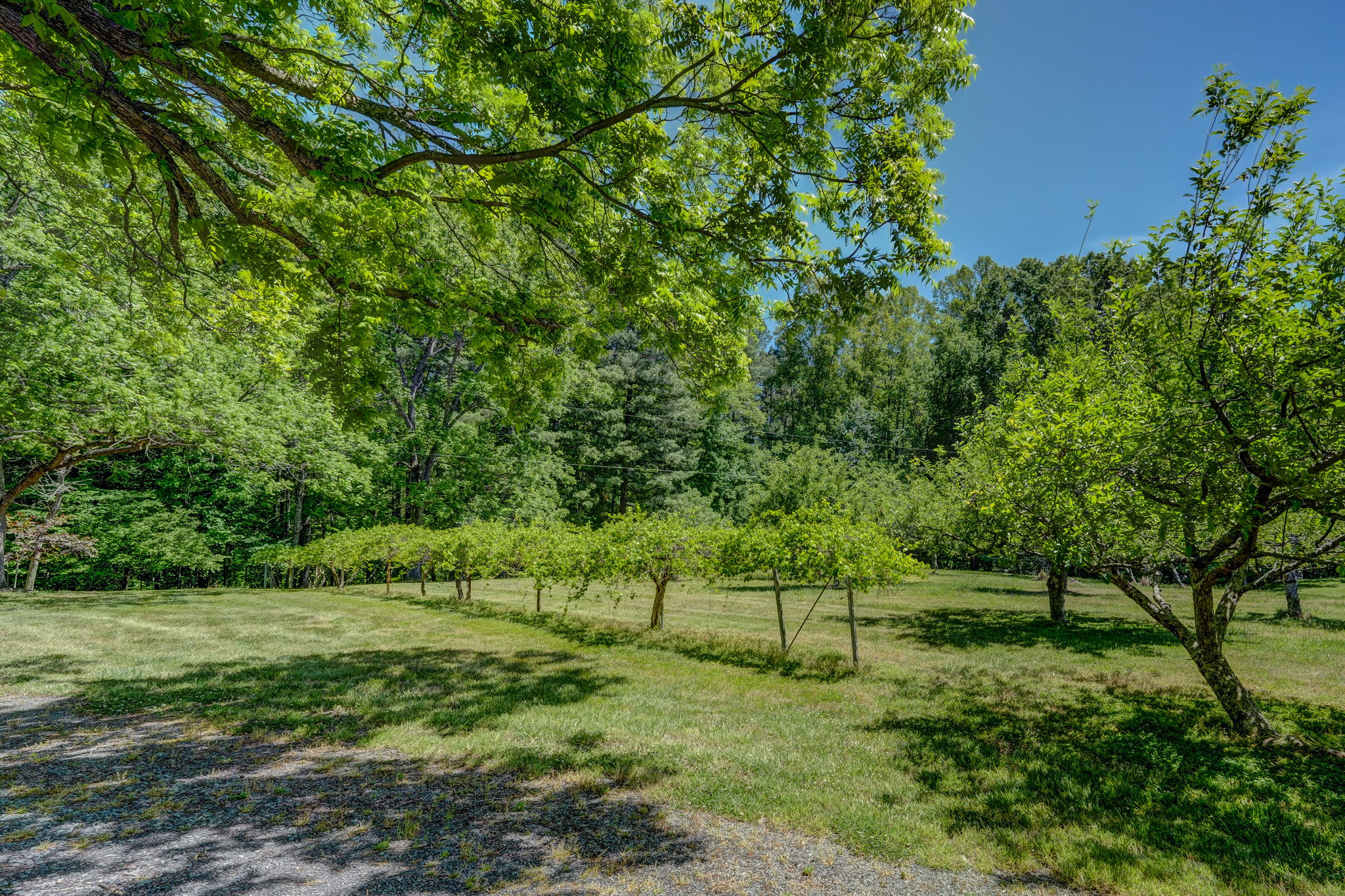 Muscadine Vines