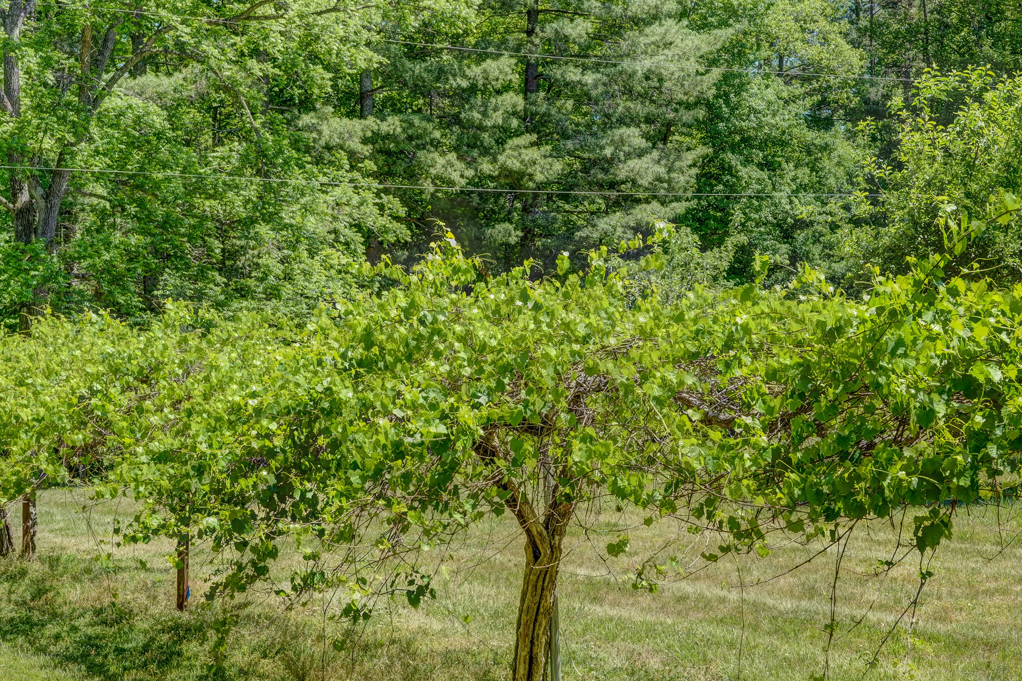 Muscadine Vines