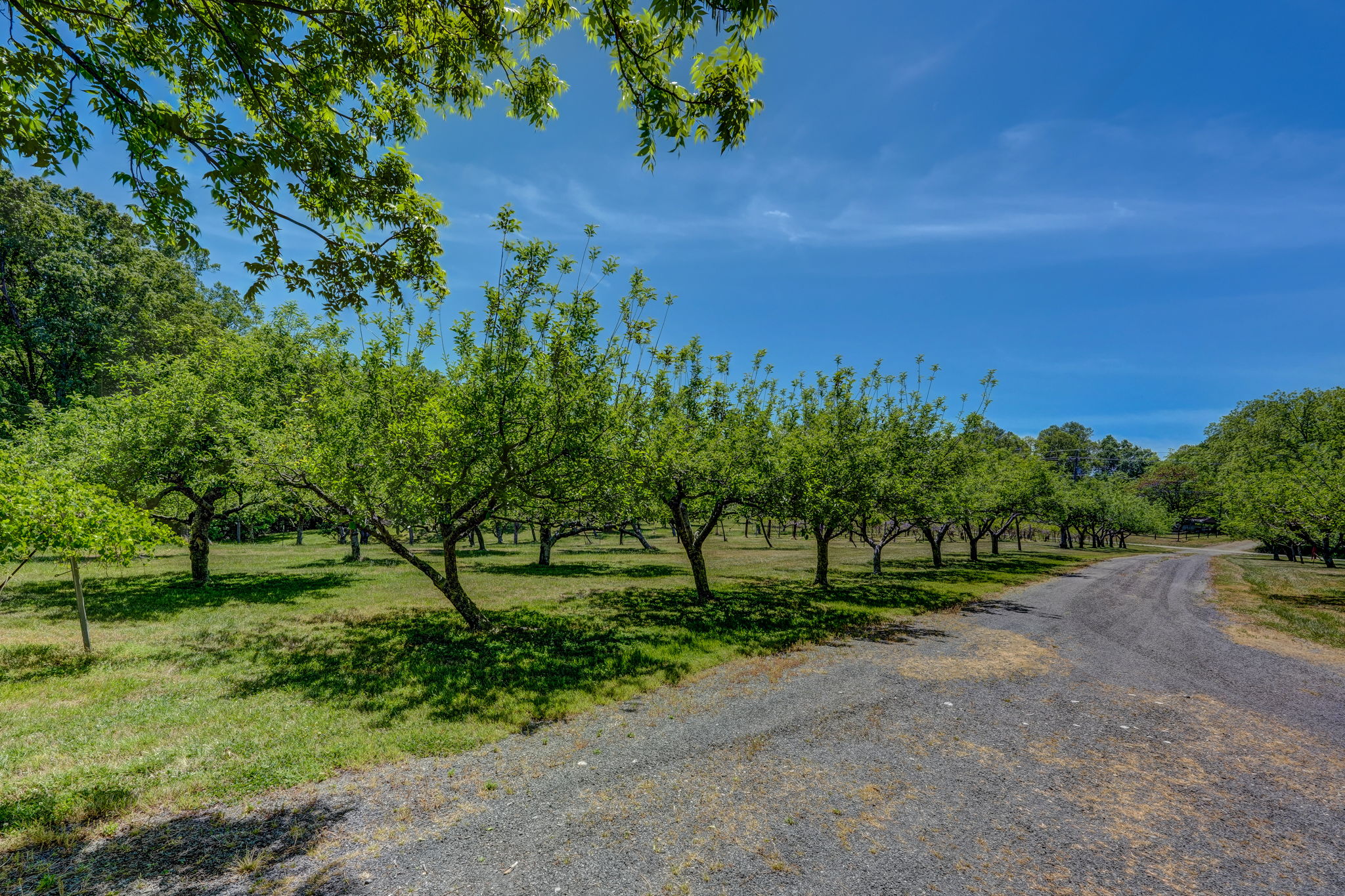 Fruit Trees