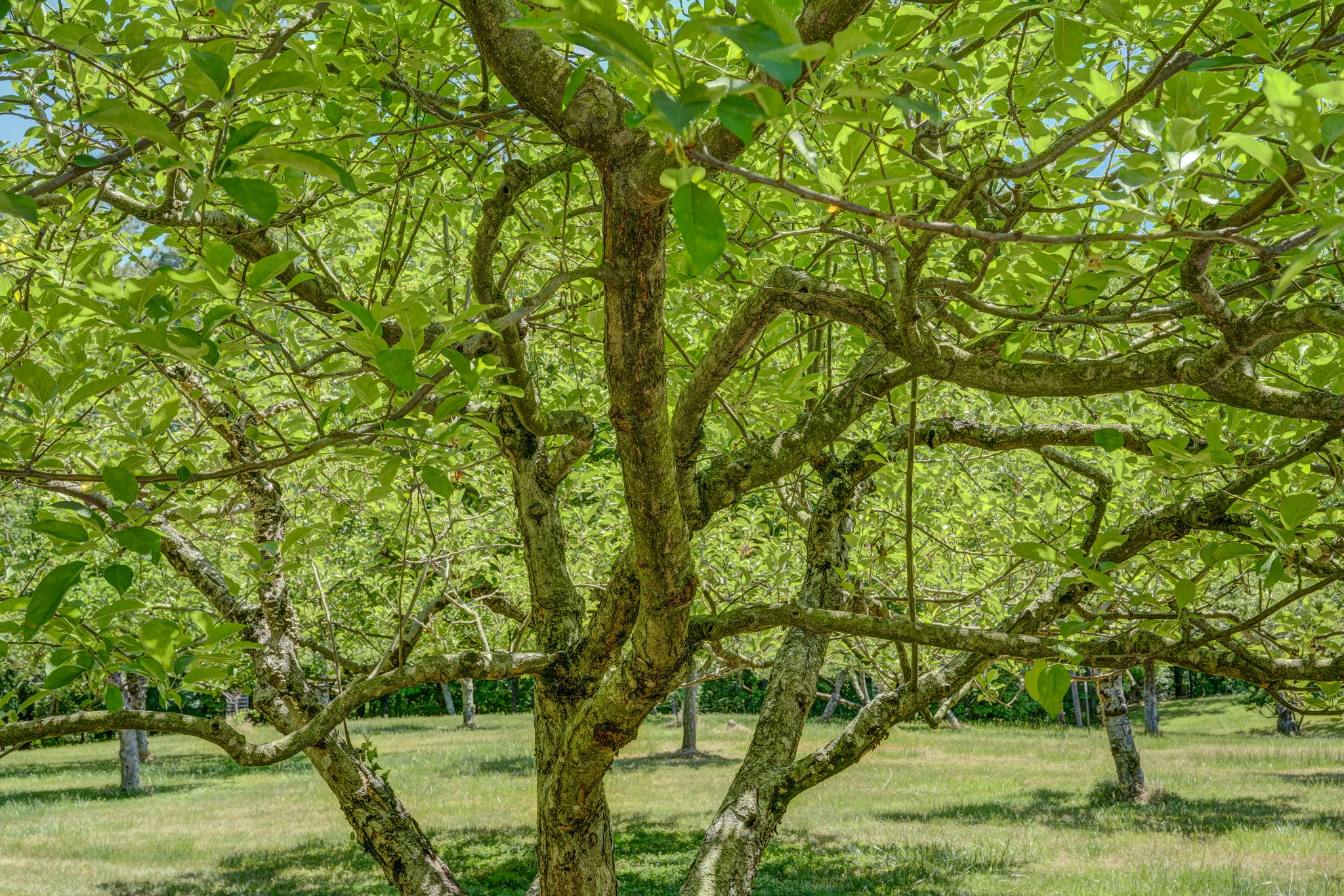 Fruit Trees