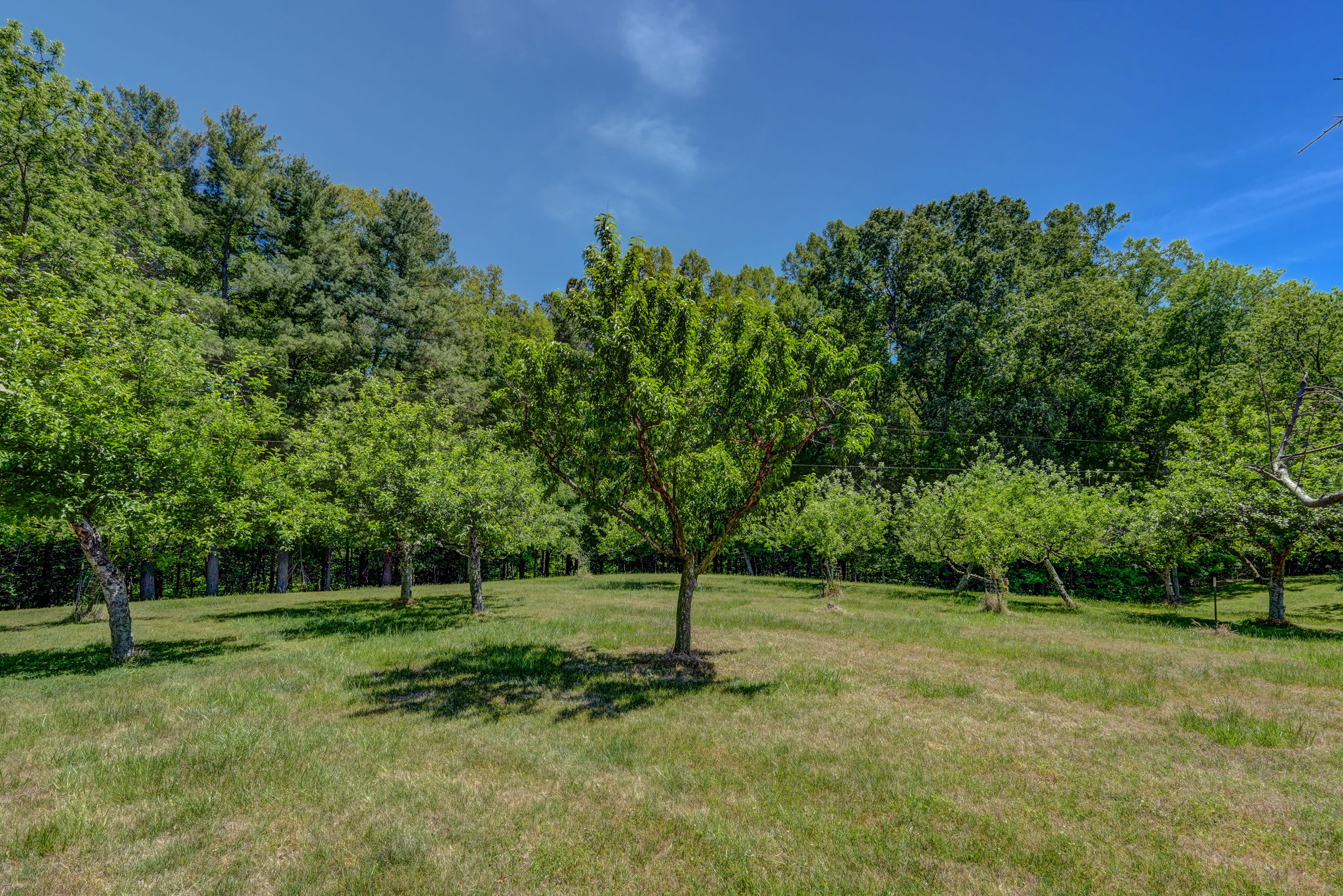 Fruit Trees