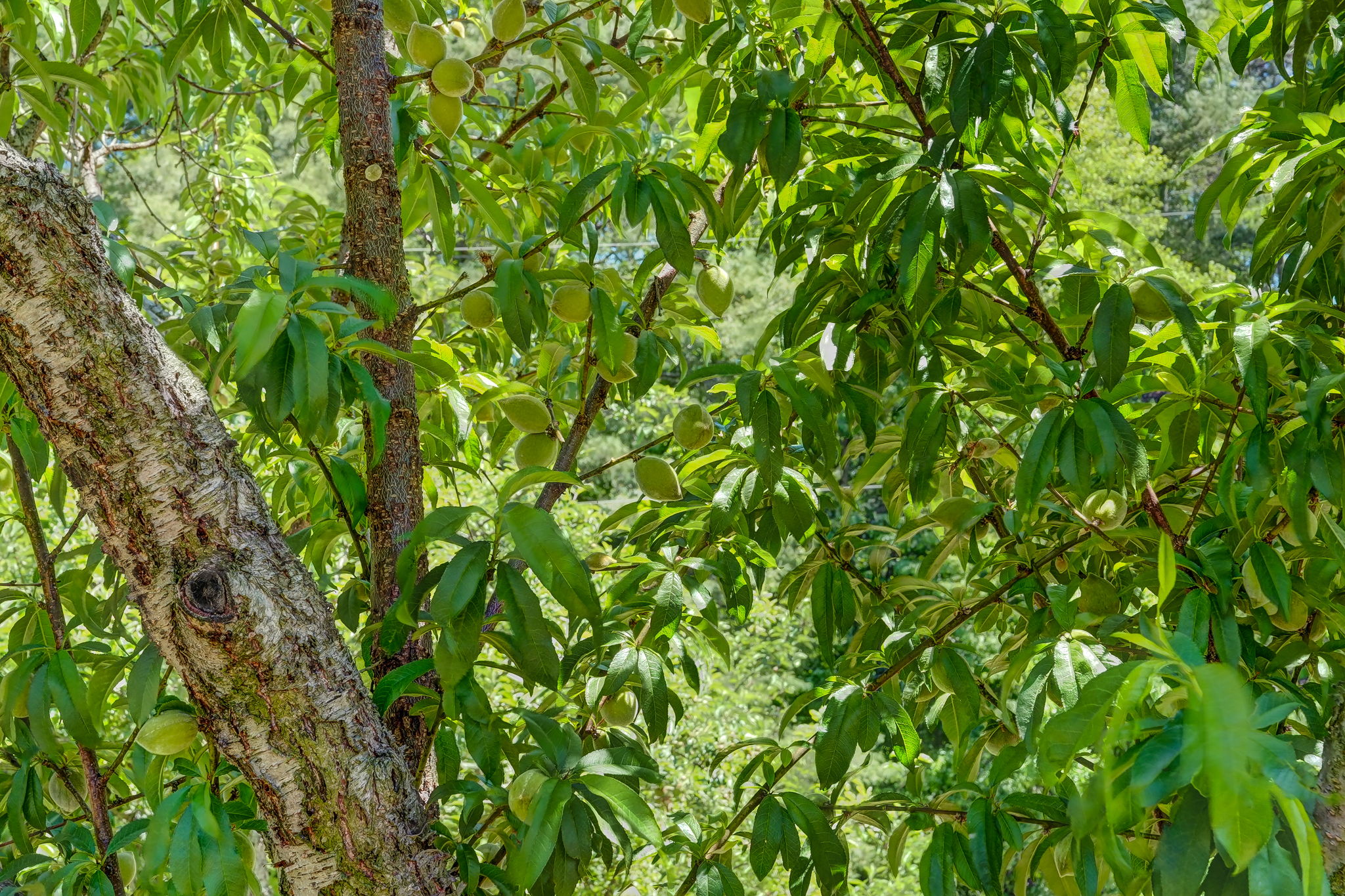 Fruit Trees