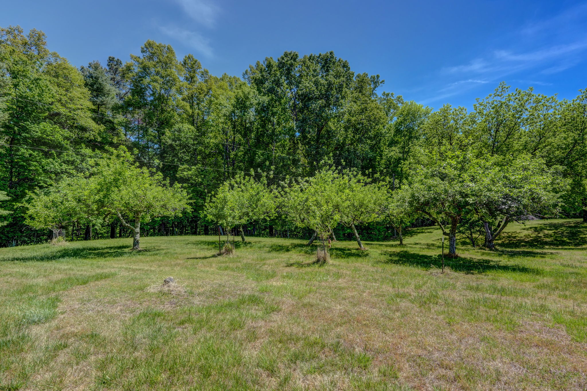 Fruit Trees