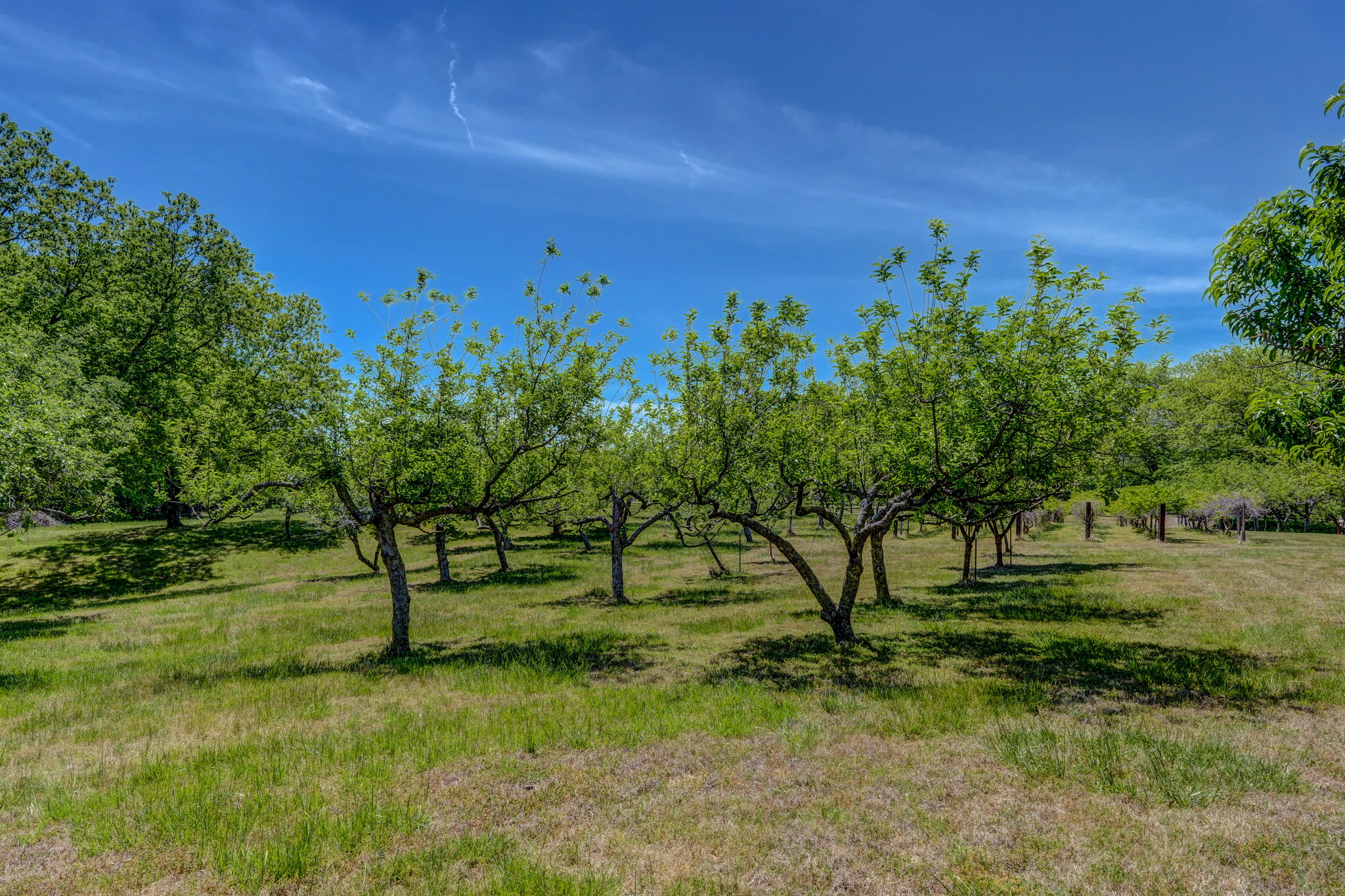 Fruit Trees