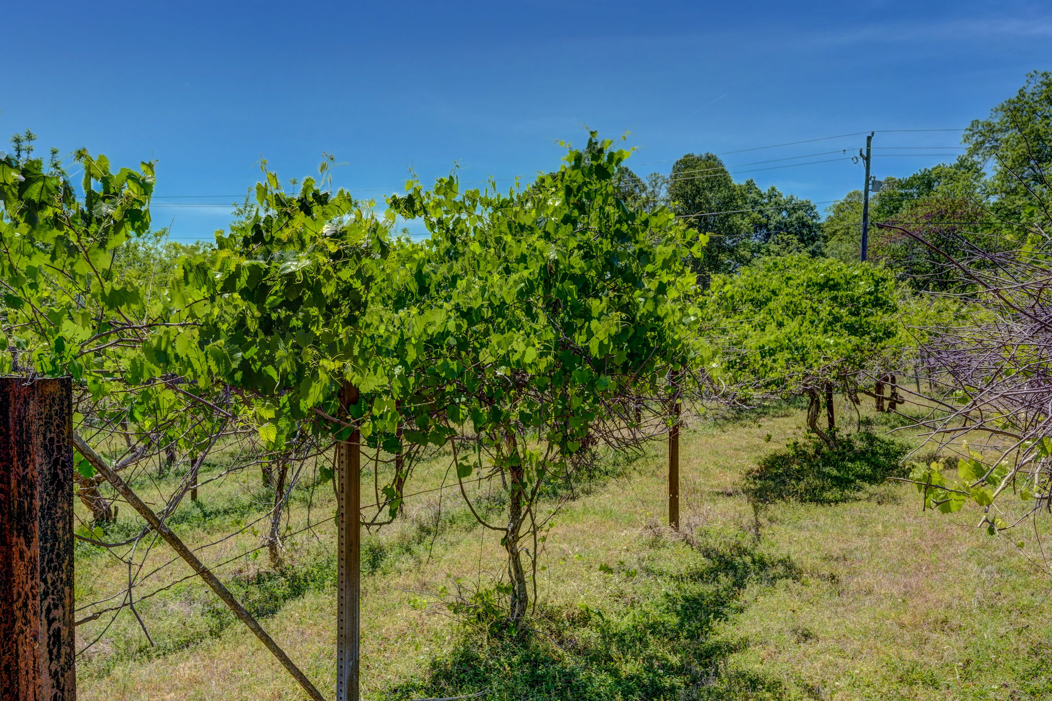 Muscadine Vines