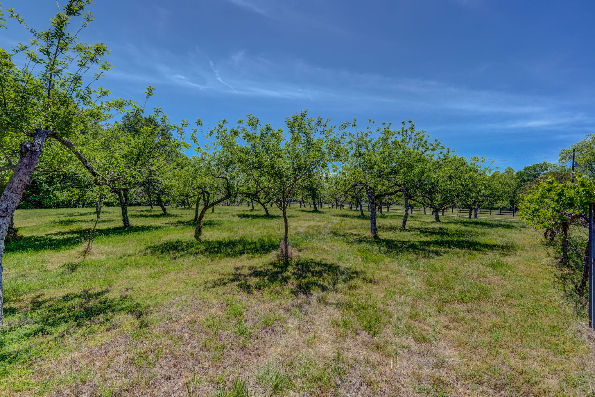 Fruit Trees