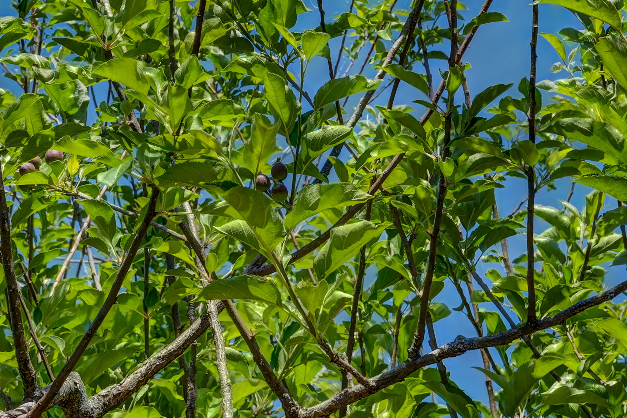Fruit Trees