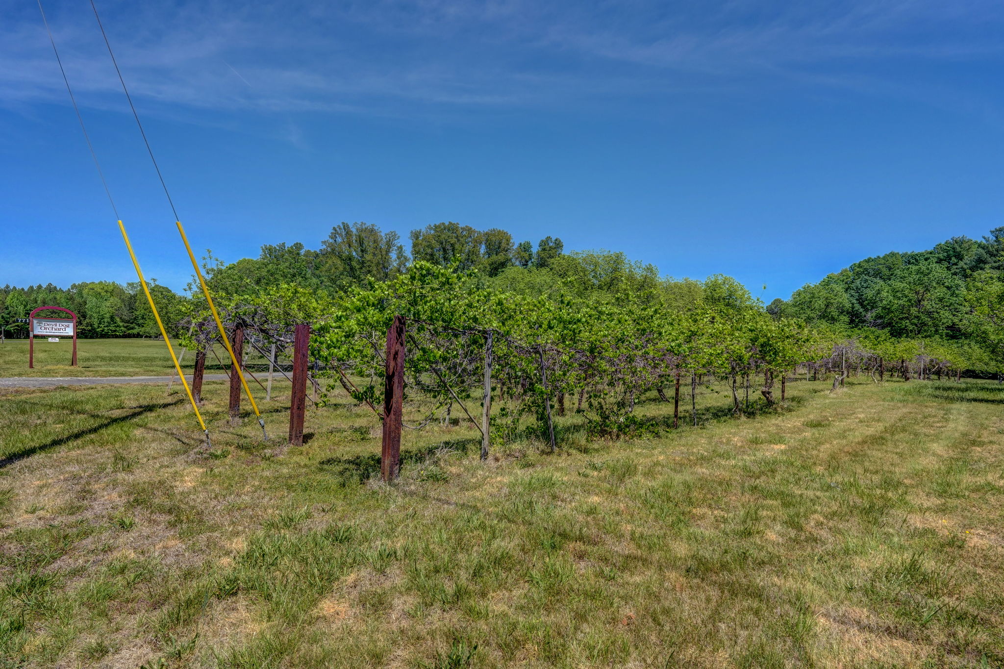 Muscadine Vines