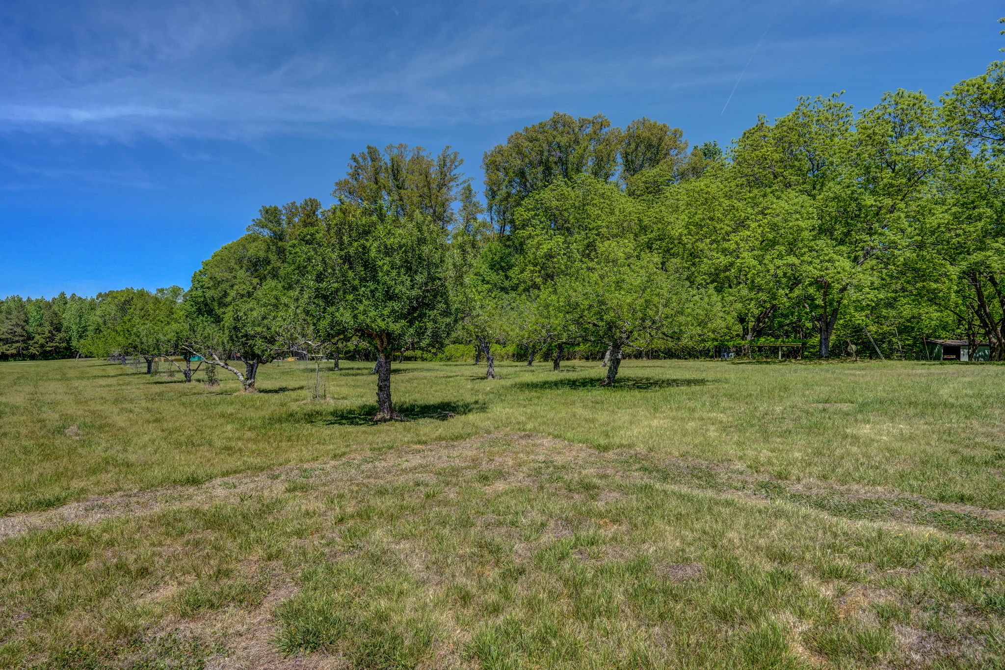 Fruit Trees