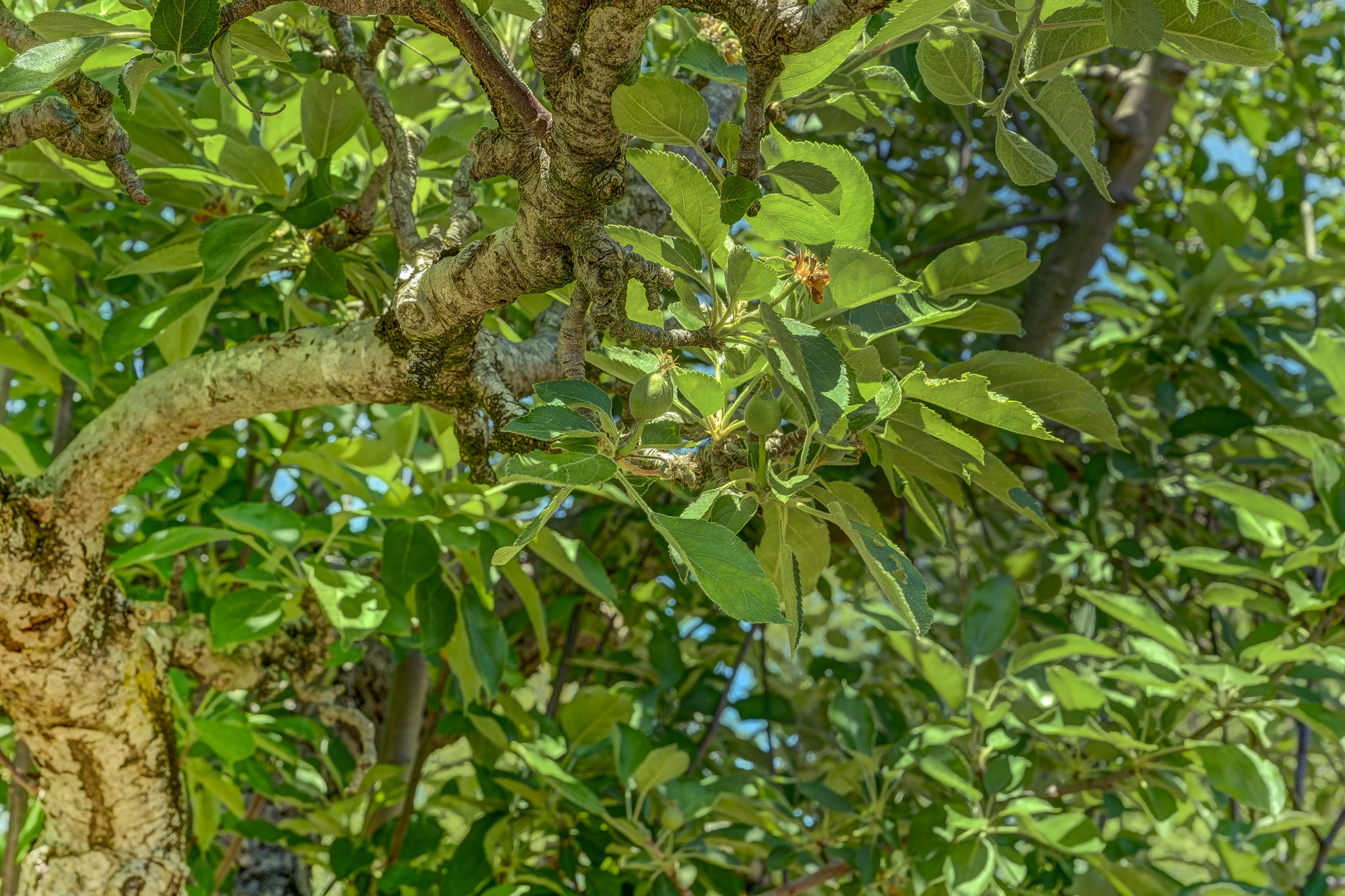 Fruit Trees