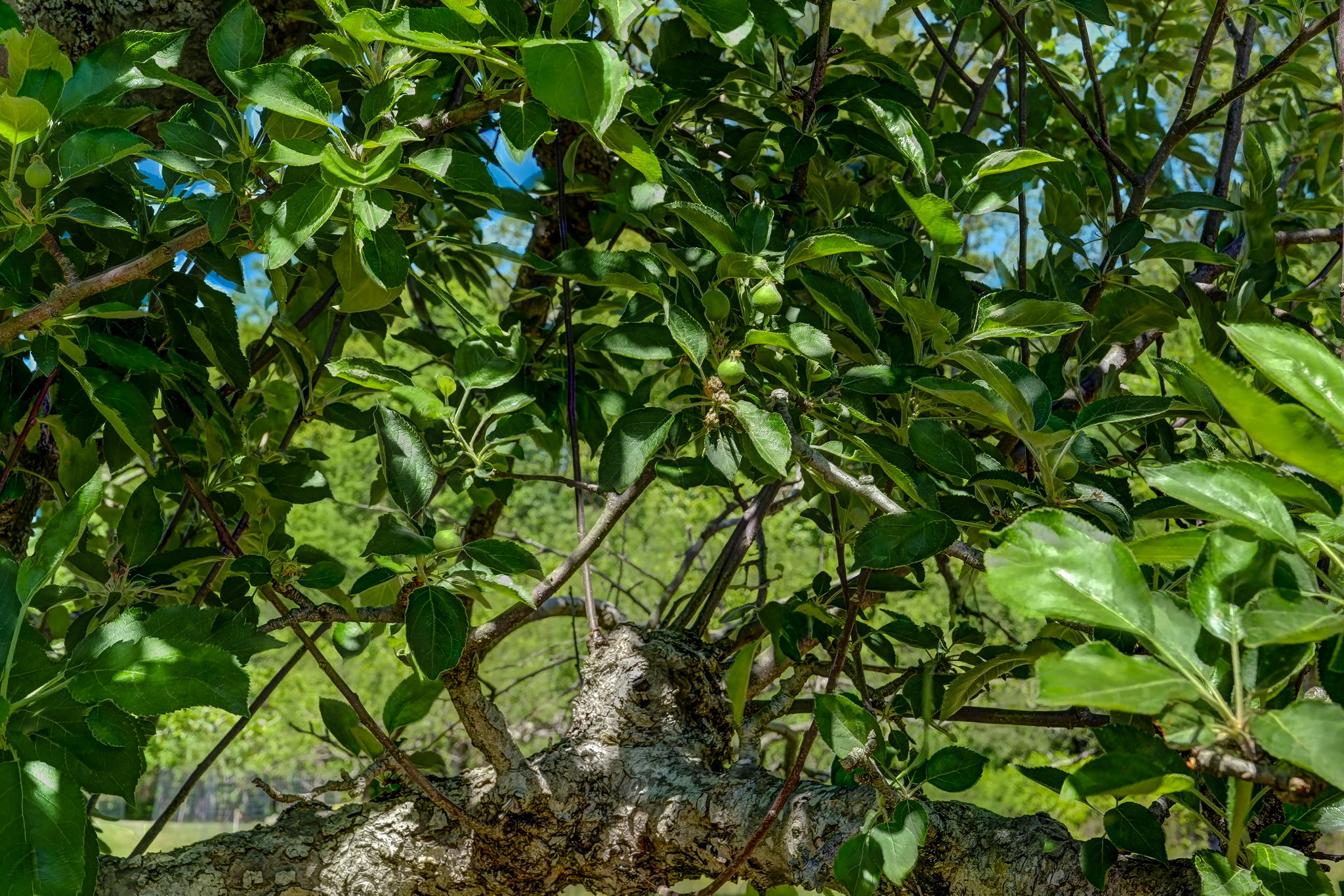 Fruit Trees