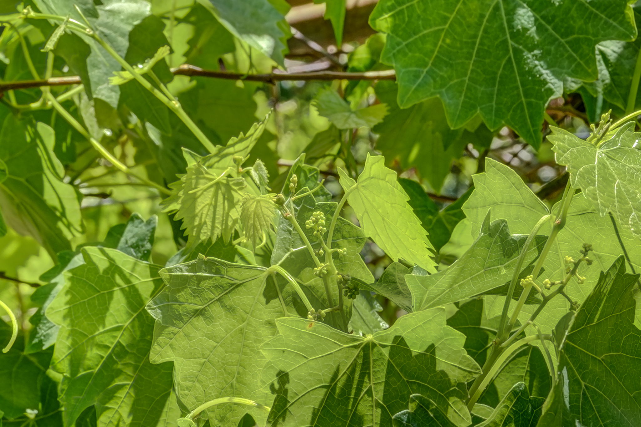 Muscadine Vines