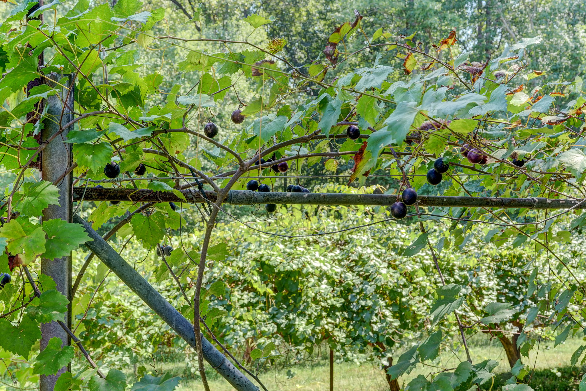 Muscadine Vines