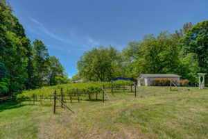 Muscadine Vines