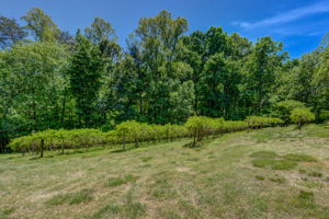 Muscadine Vines