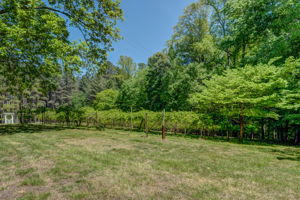 Muscadine Vines