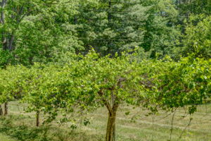 Muscadine Vines