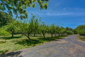 Fruit Trees