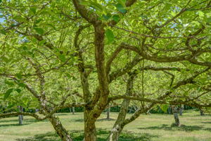 Fruit Trees