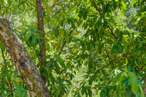 Fruit Trees