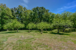 Fruit Trees