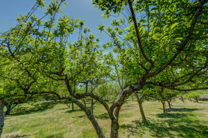 Fruit Trees