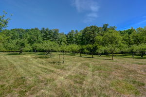Fruit Trees