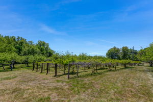 Muscadine Vines