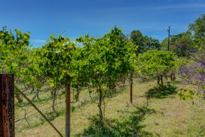 Muscadine Vines