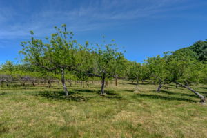 Fruit Trees
