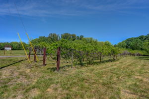 Muscadine Vines