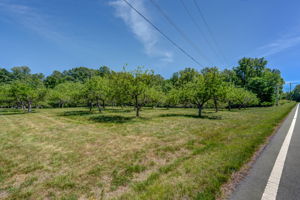 Fruit Trees