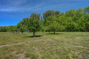 Fruit Trees