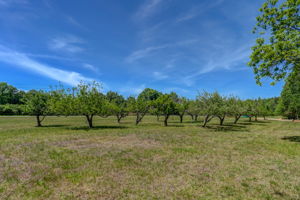 Fruit Trees