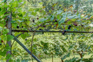 Muscadine Vines