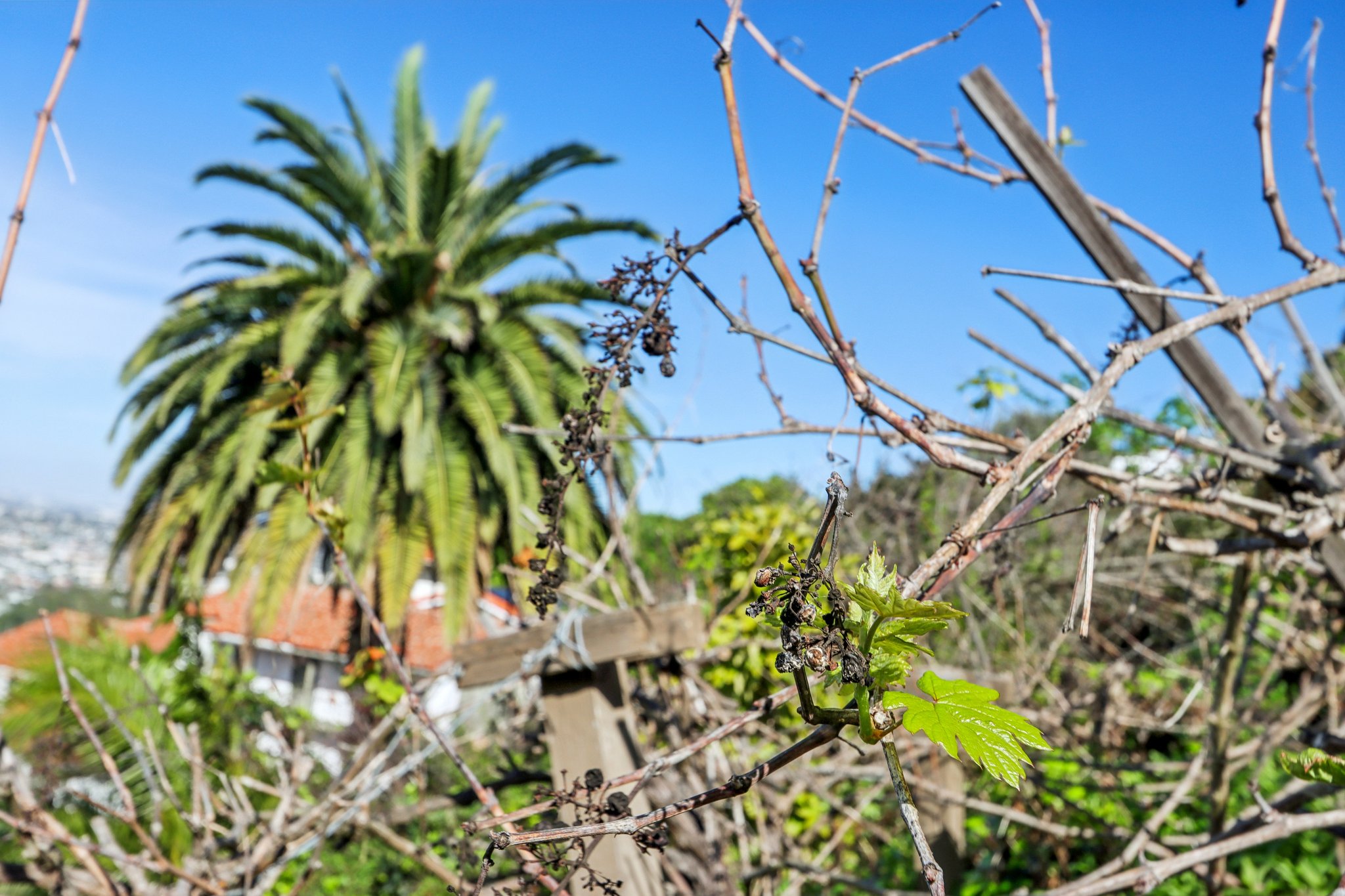 Via Somonte-S1302-058.jpg