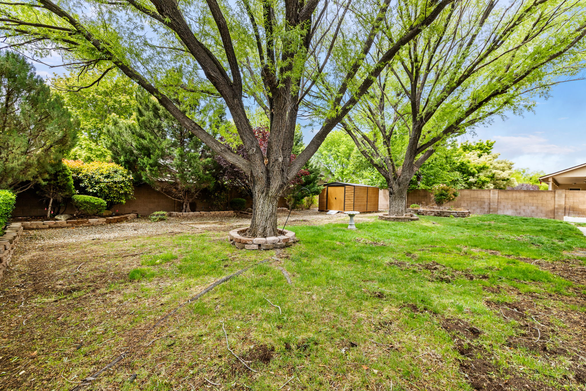 Backyard (1)