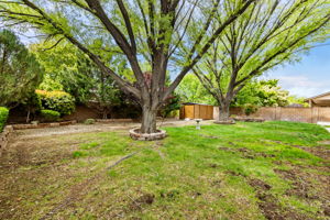 Backyard (1)