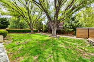 Backyard (2)