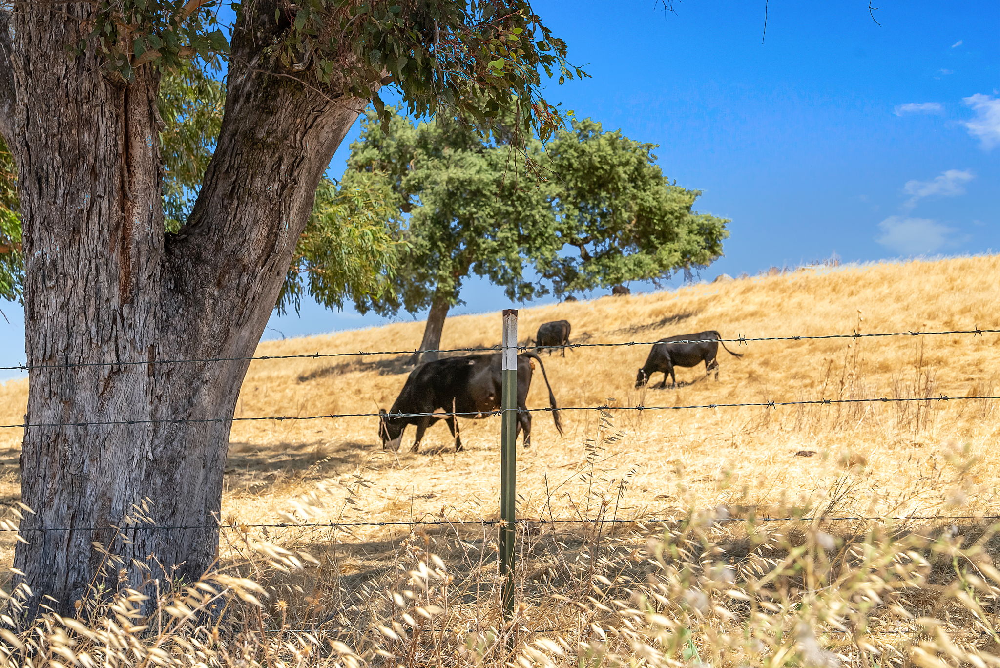 Santa Teresa County Park