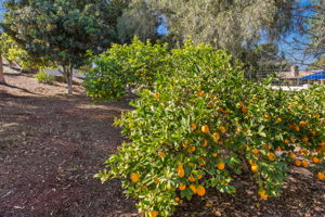 780 Singing Vista Dr-101