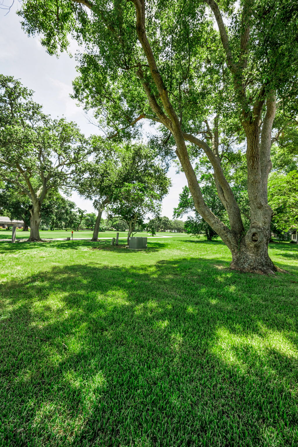 Backyard2