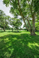 Backyard2
