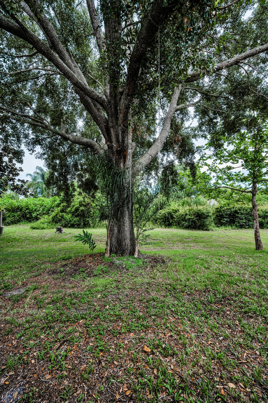 Backyard2