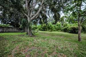 Backyard1