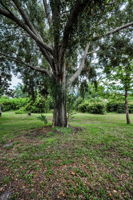 Backyard2