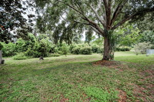 Backyard3